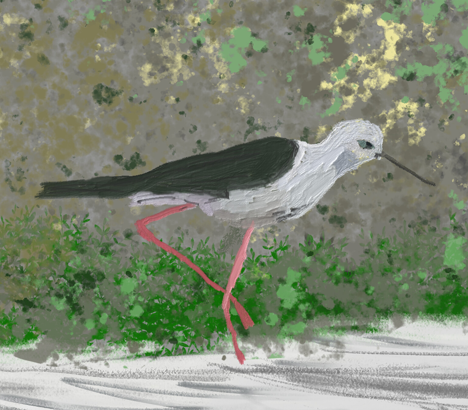 Black winged stilt